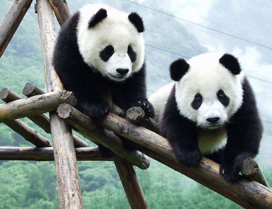 Dónde puede visitar Osos Pandas en China