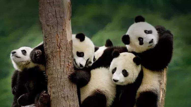 Excusión de Osos Pandas en China