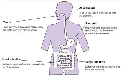 So How Does the Gut Actually Work?