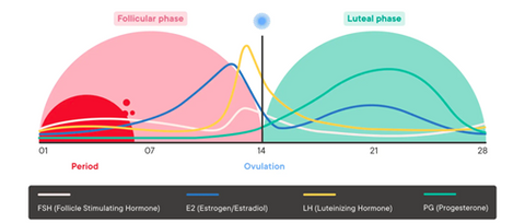 A graph of the menstrual cycle and the follicular stages as well as the luteal phase