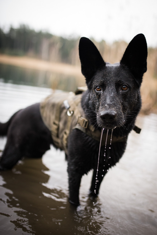 Life jacket for dog, profile picture