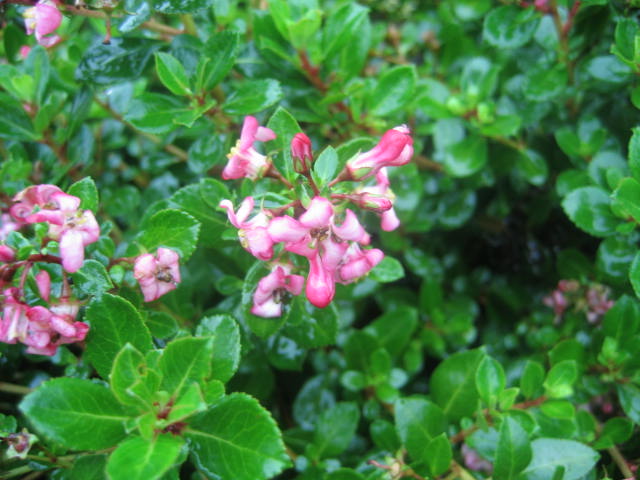 DescriptionA compact dwarf Escallonia with vibrant glossy leaves set upon r...
