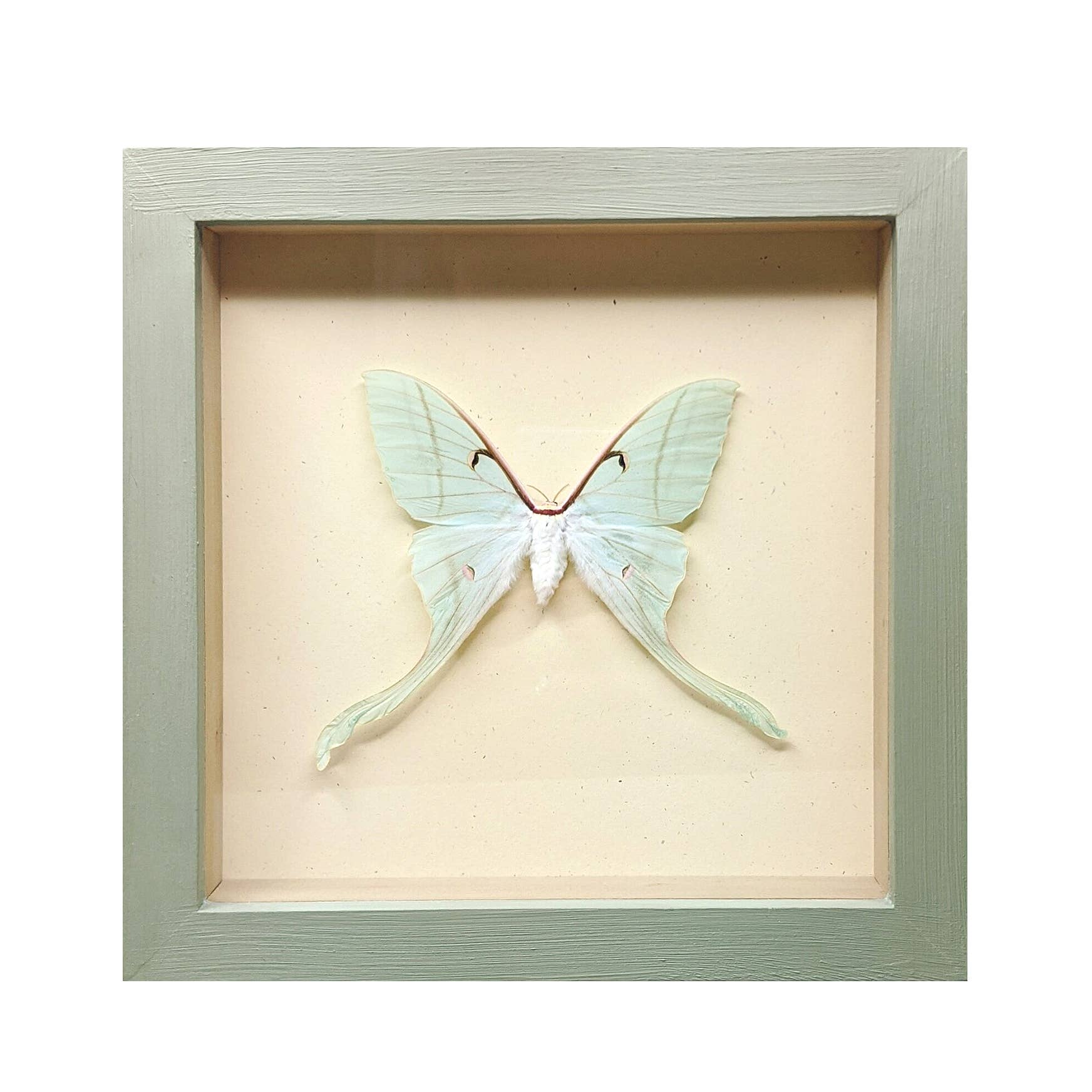 Luna Moth Shadowbox