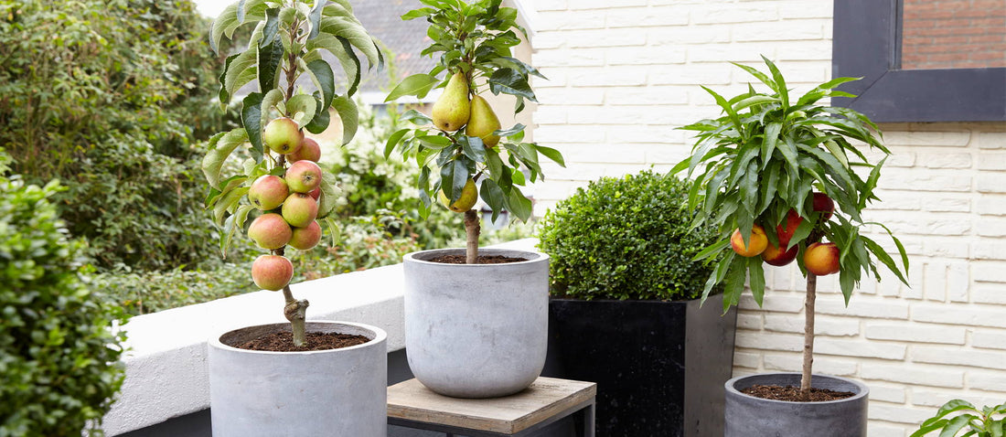 Fruits To Grow On Your Terrace Or Balcony 