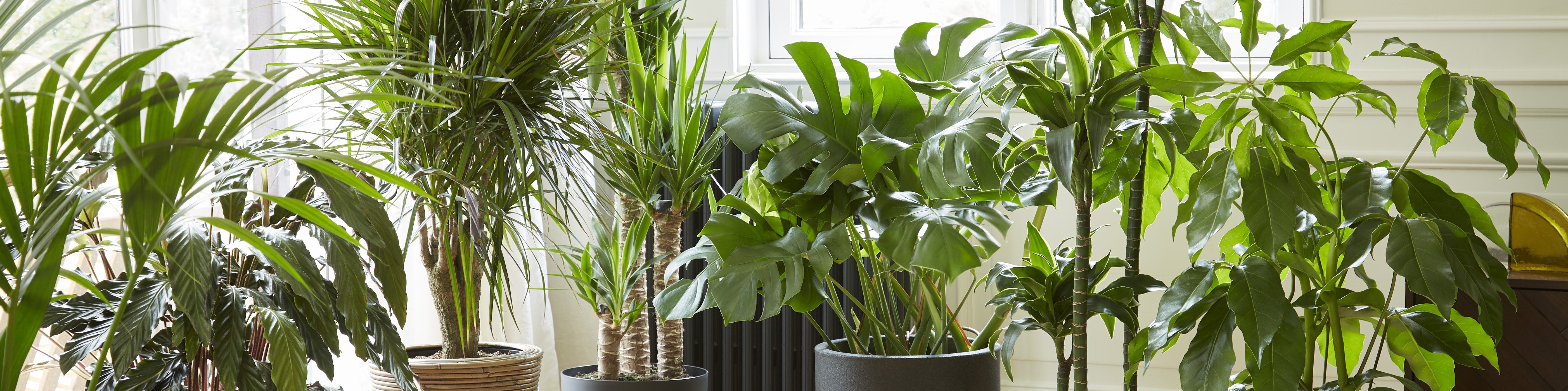 Large Indoor Plants for Sale | Buy Large House plants Online