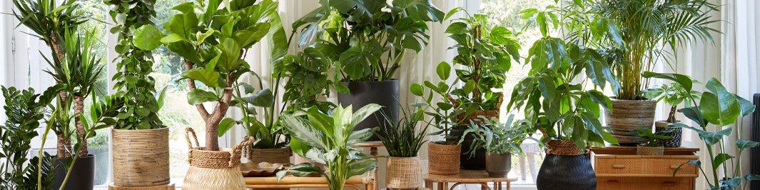 House plant sale Indoor Plants Sale Online | Bakker.com
