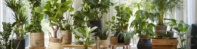Indoor Plants for Sale | Buy House Plants Online | Bakker.com