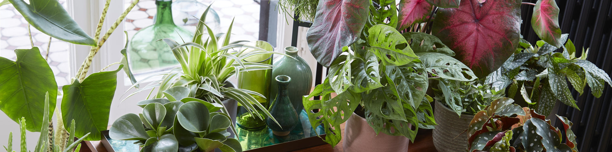 Indoor Plants for Sale | Buy House Plants Online | Bakker.com