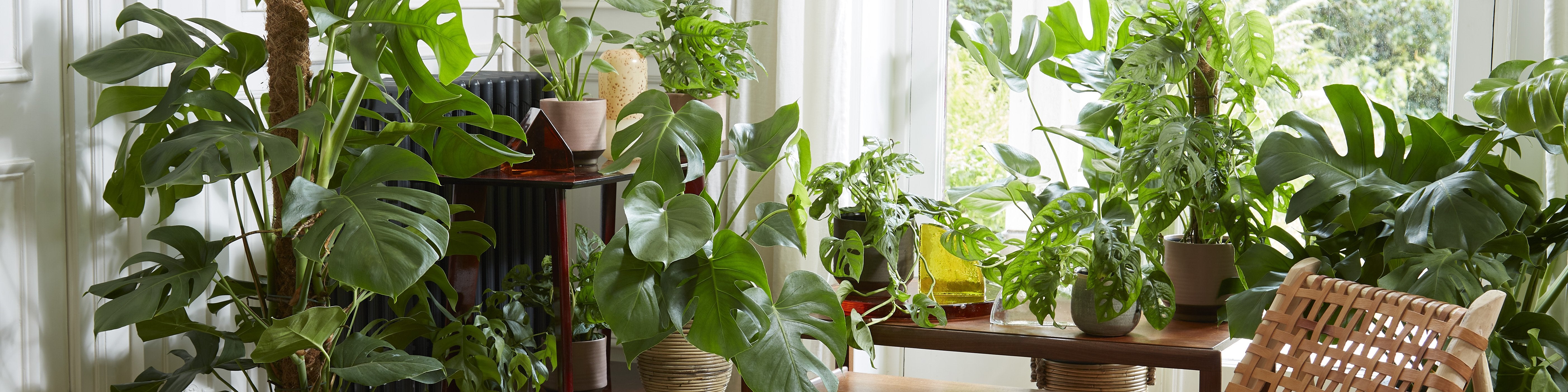 Swiss cheese plant - Monstera for Sale | Air Purifiying Plants Online |  