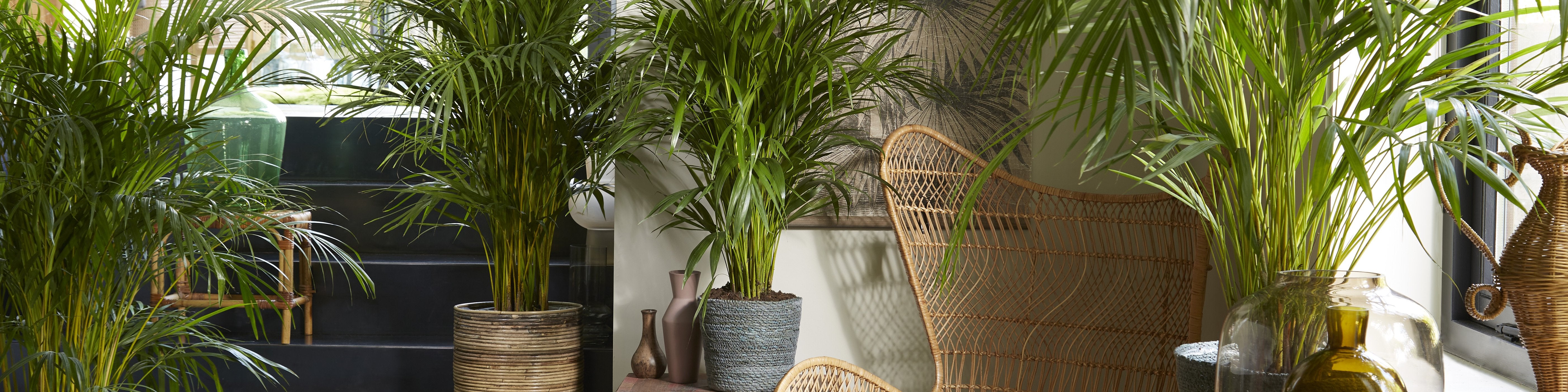 Areca Palm - Dypsis for Sale | Air Purifiying Plants Online | Bakker.com