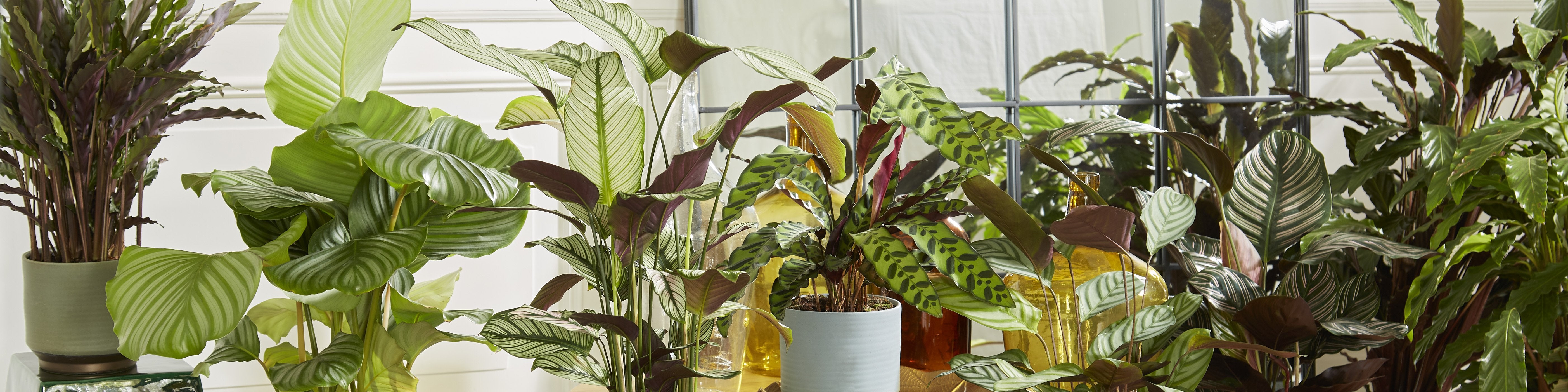 Calathea for Sale | Air Purifiying Plants Online | Bakker.com