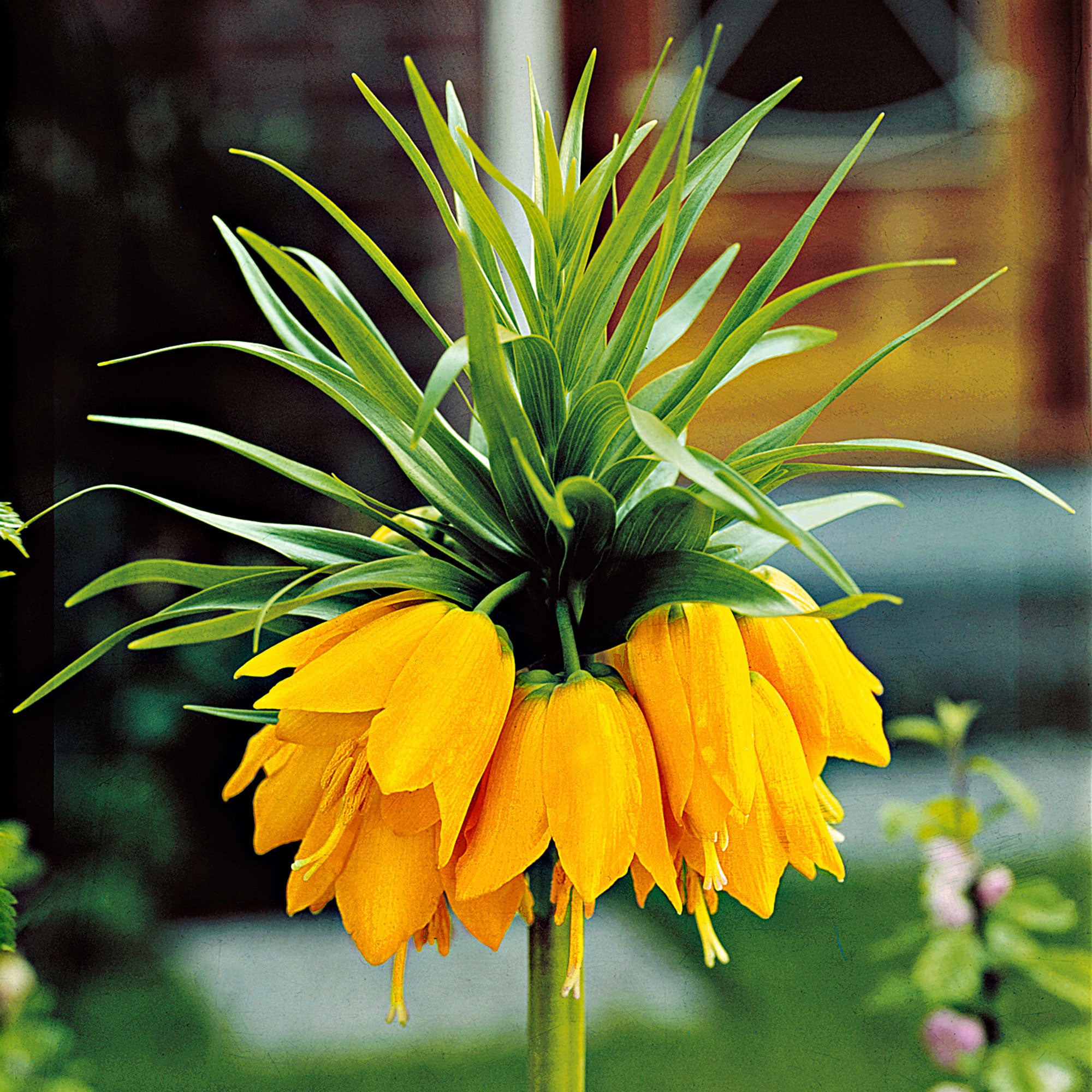 Buy 2x Crown imperial Fritillaria 'Lutea' yellow 