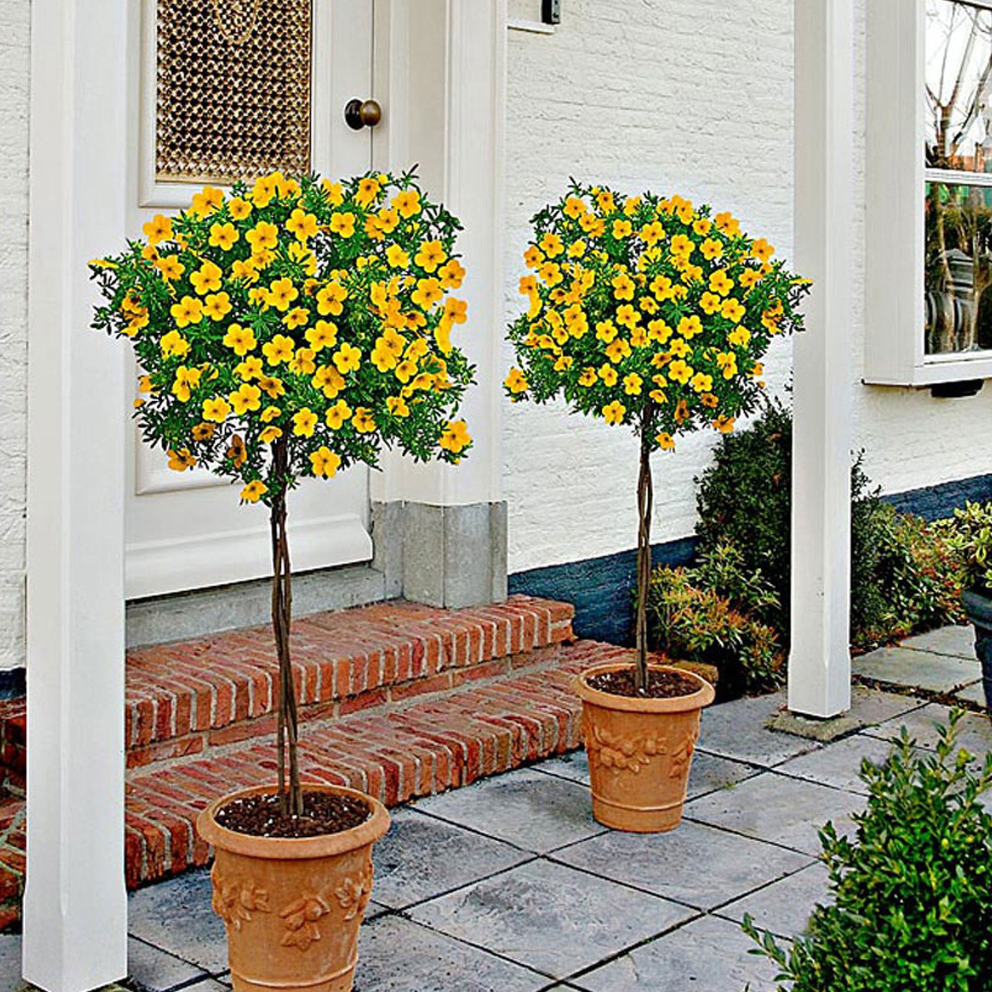 Image of Potentilla Goldfinger shrub in pot on patio
