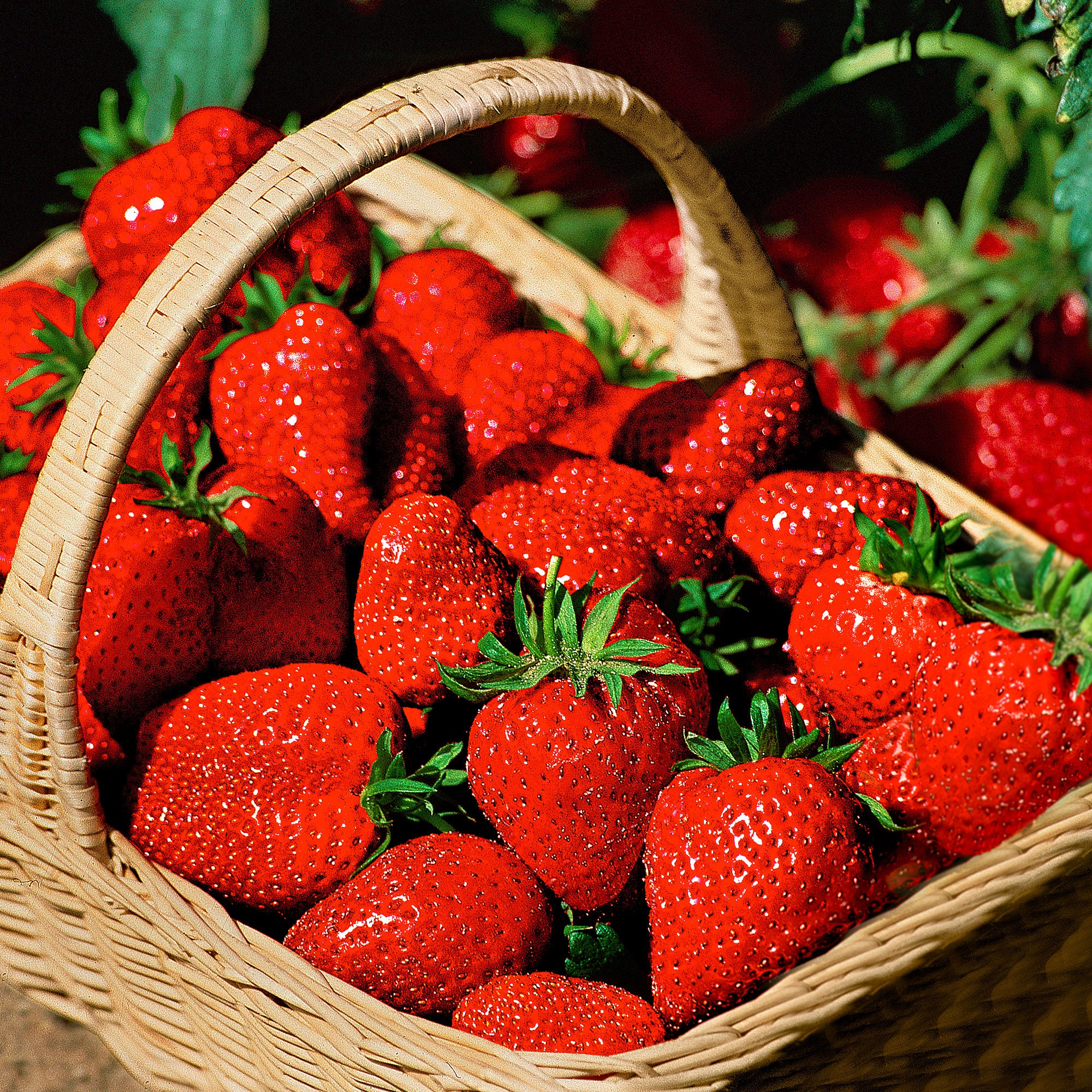 Buy Strawberry Fragaria x ananassa 'Ostara' Red | Bakker.com