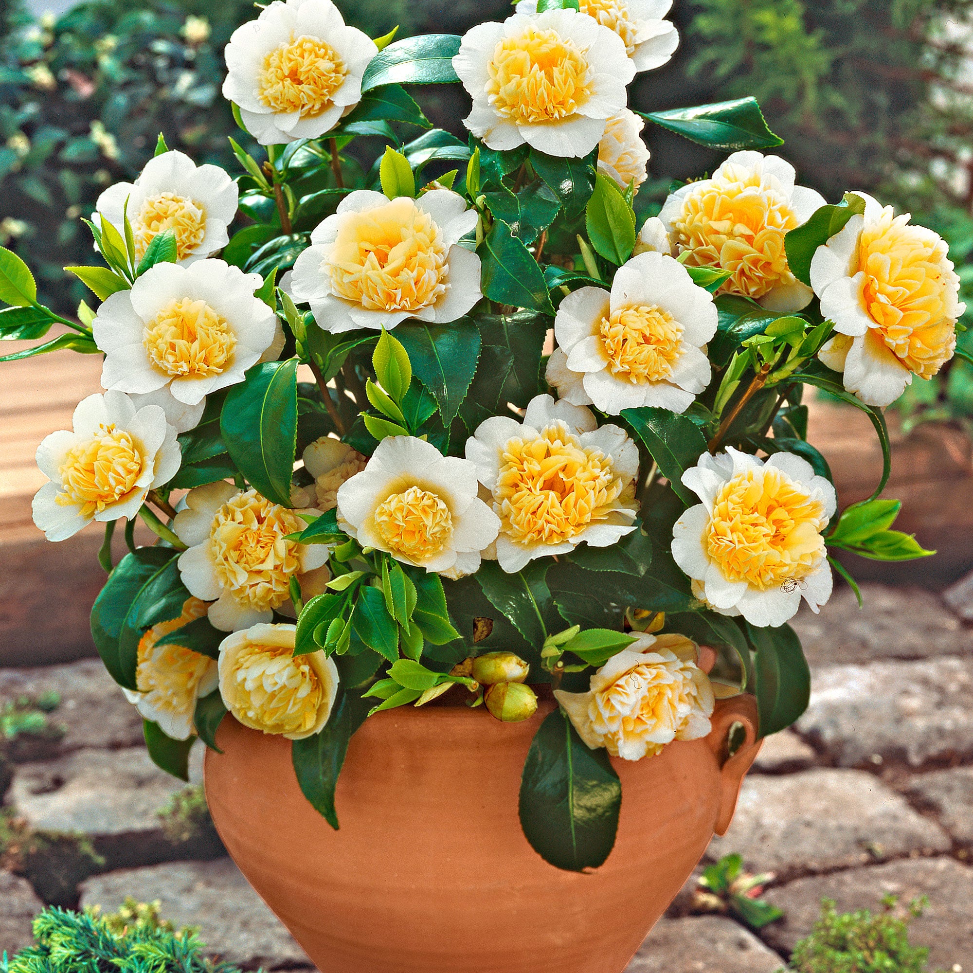 Buy ornamental shrubs now Japanese Rose Camellia 'Brushfields Yellow'  white-yellow - Hardy plant 