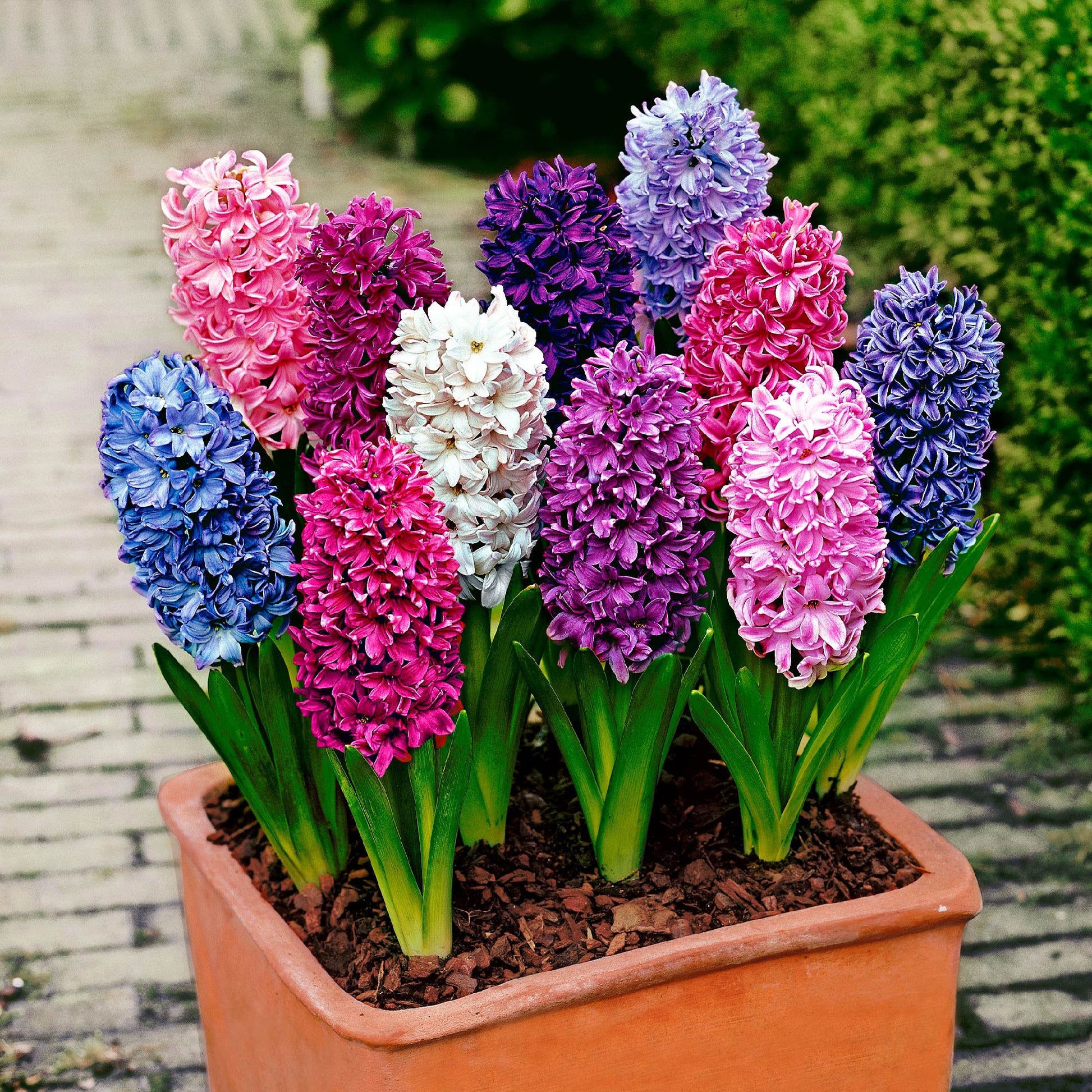 Buy 10 Hyacinth 'The Biggest' Mix | Bakker.com