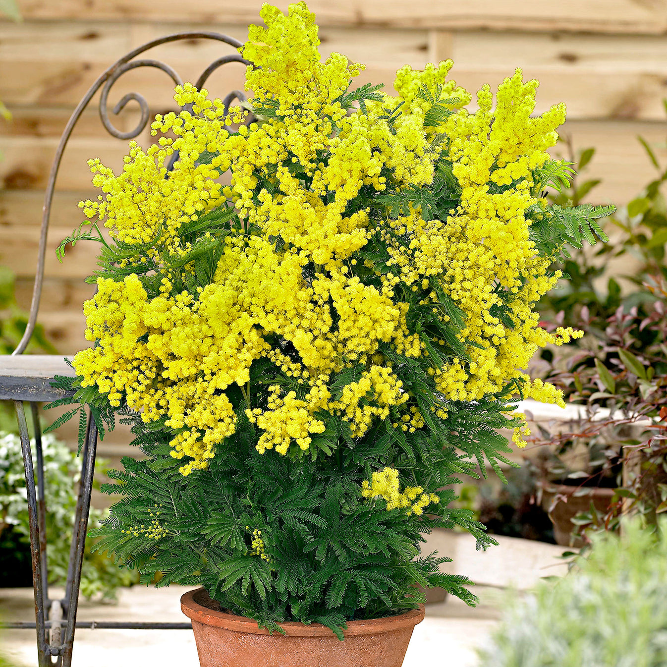 Buy a container plant now Mimosa Acacia dealbata yellow | Bakker.com