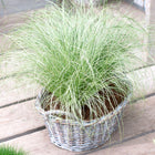 Sedge Carex 'Frosted Curls' green-white - Hardy plant
