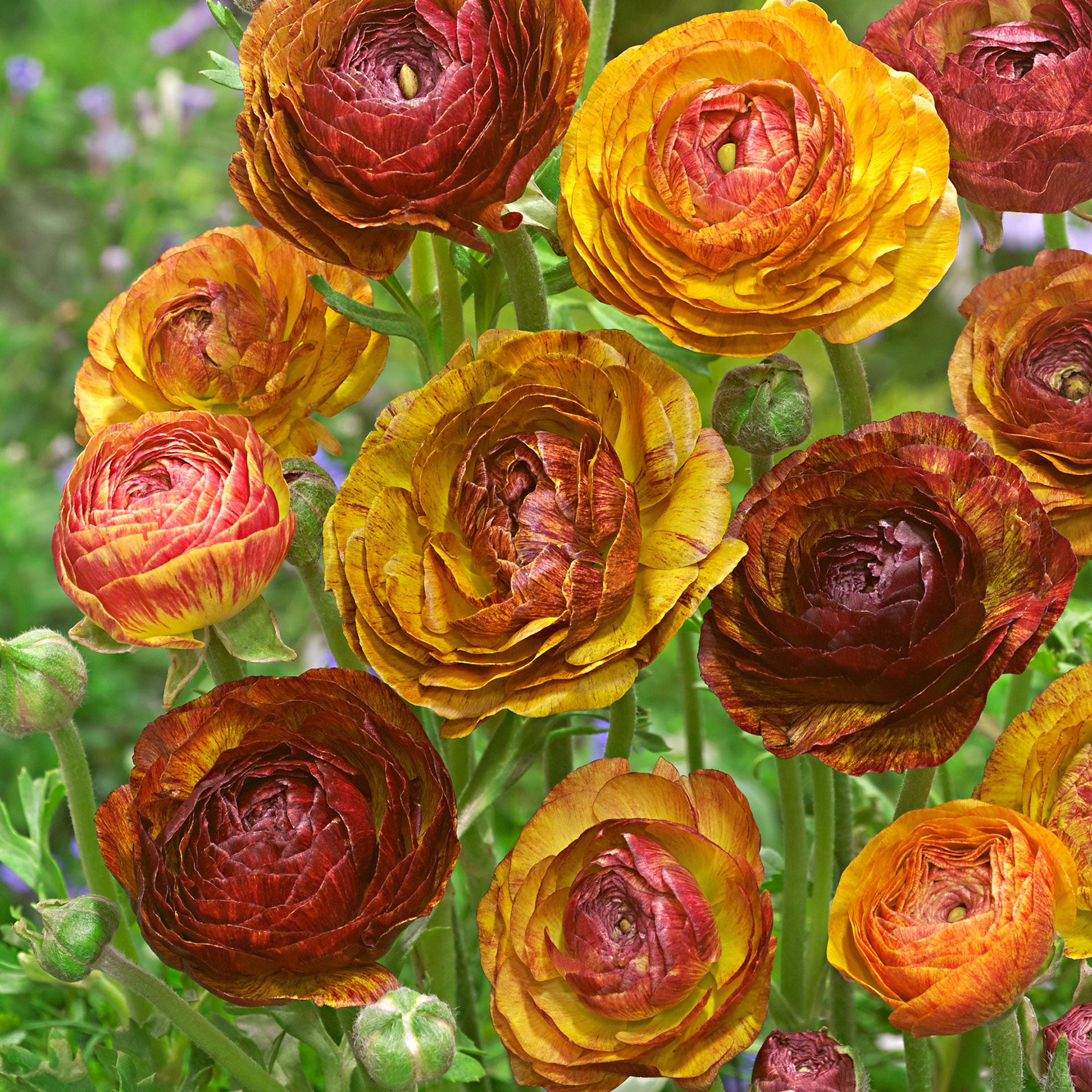 Buy Ranunculus 'Cafe au Lait' | Bakker.com