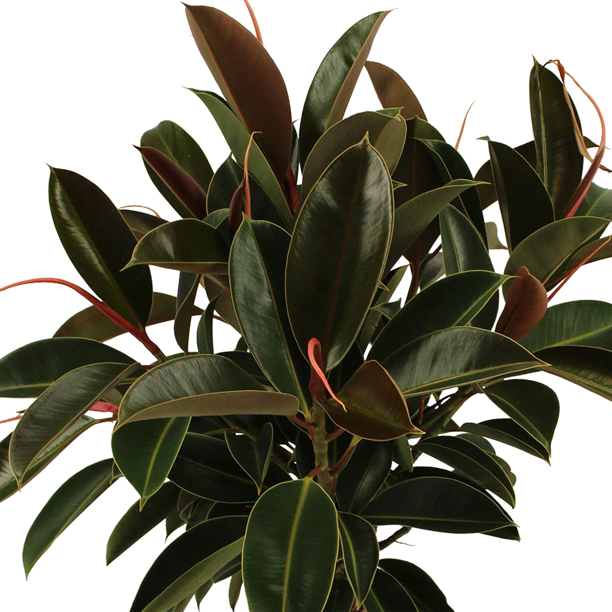 Buy 'Black Prince' Rubber Plant Online - Ficus Elastica Burgundy