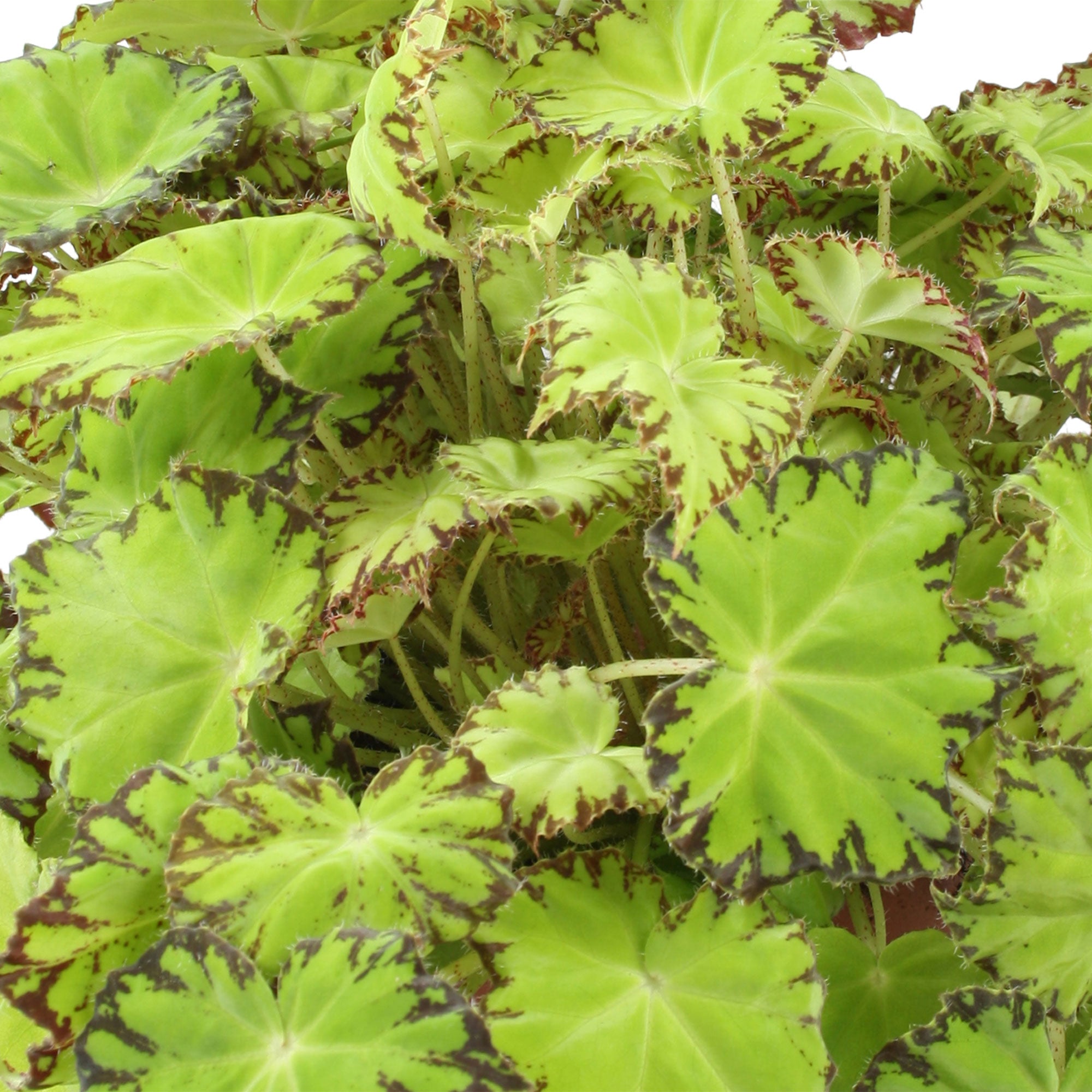 Buy house plants now Painted-leaf Begonia 'Lima Love' 