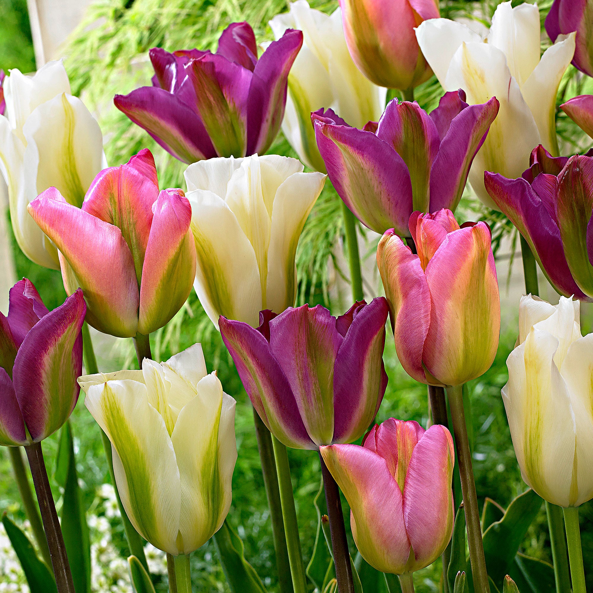 Buy 20x Tulips Tulipa - Mix 'Greenland' pink-purple-white | Bakker.com