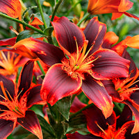 5x Lilies Lilium 'Forever Susan' orange-purple
