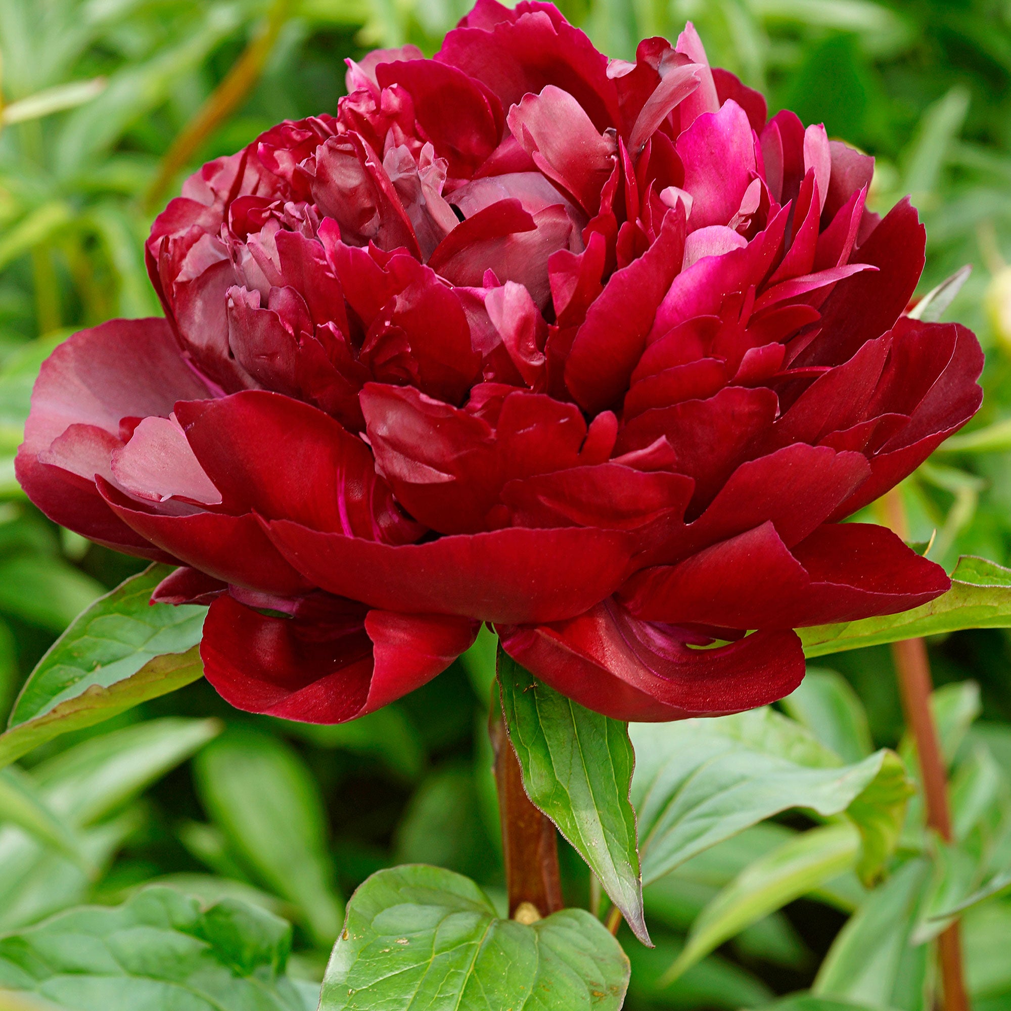 Buy hardy perennial Peonies Paeonia 'Armani' red - Bare rooted - Hardy plant  