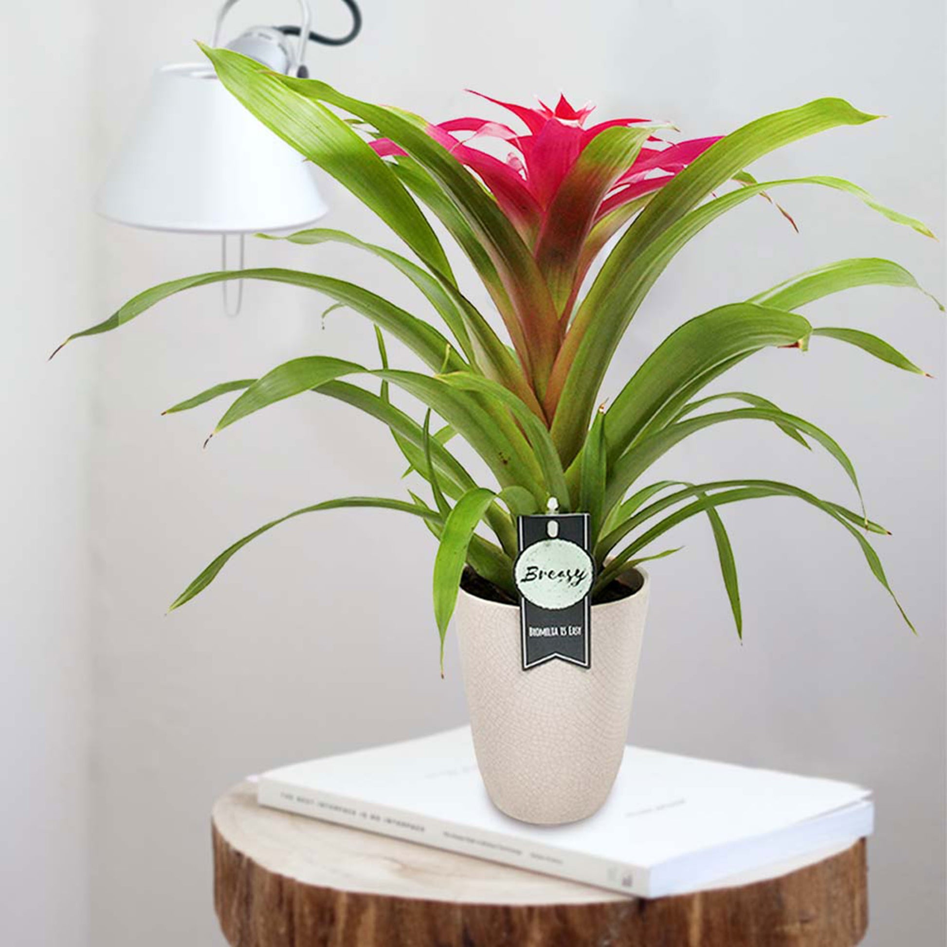 Buy house plants now 2x Bromelia Guzmania 'Deseo' pink | Bakker.com