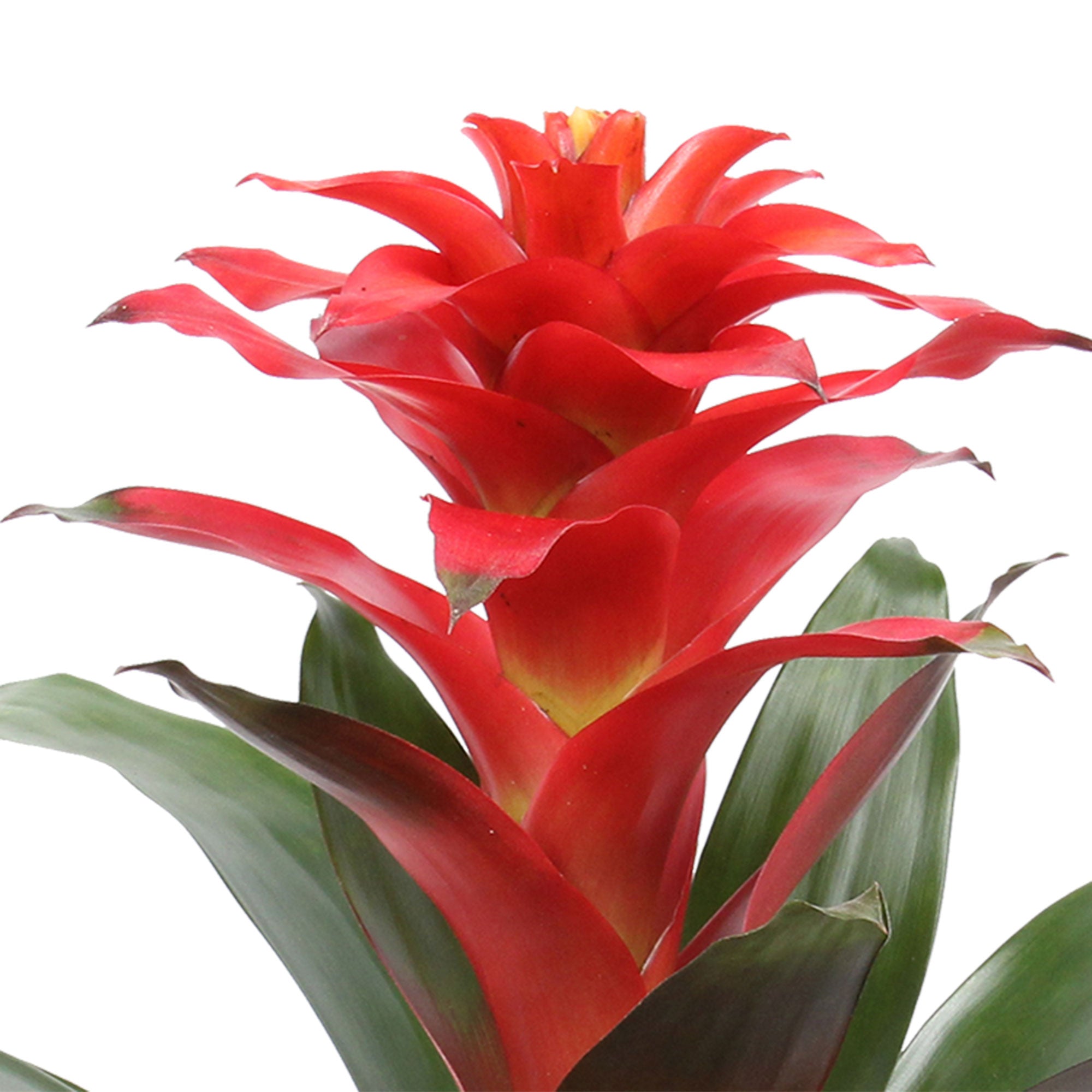 Buy house plants now 2x Bromelia Guzmania 'Optima' green-red | Bakker.com