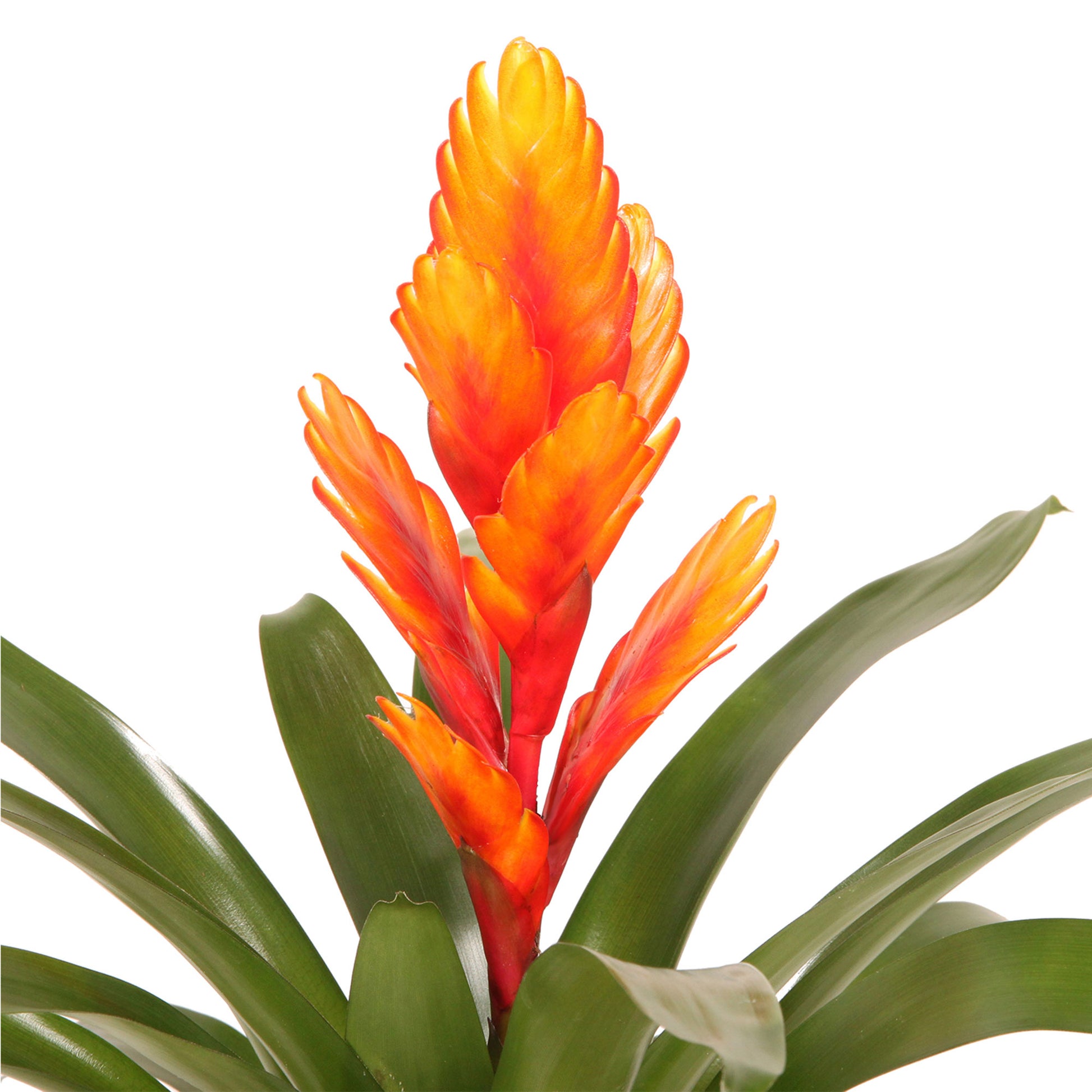 Buy house plants now 2 Bromelia Vriesea 'Intenso' Orange | Bakker.com
