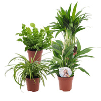 4x Air-purifying plants - Mix