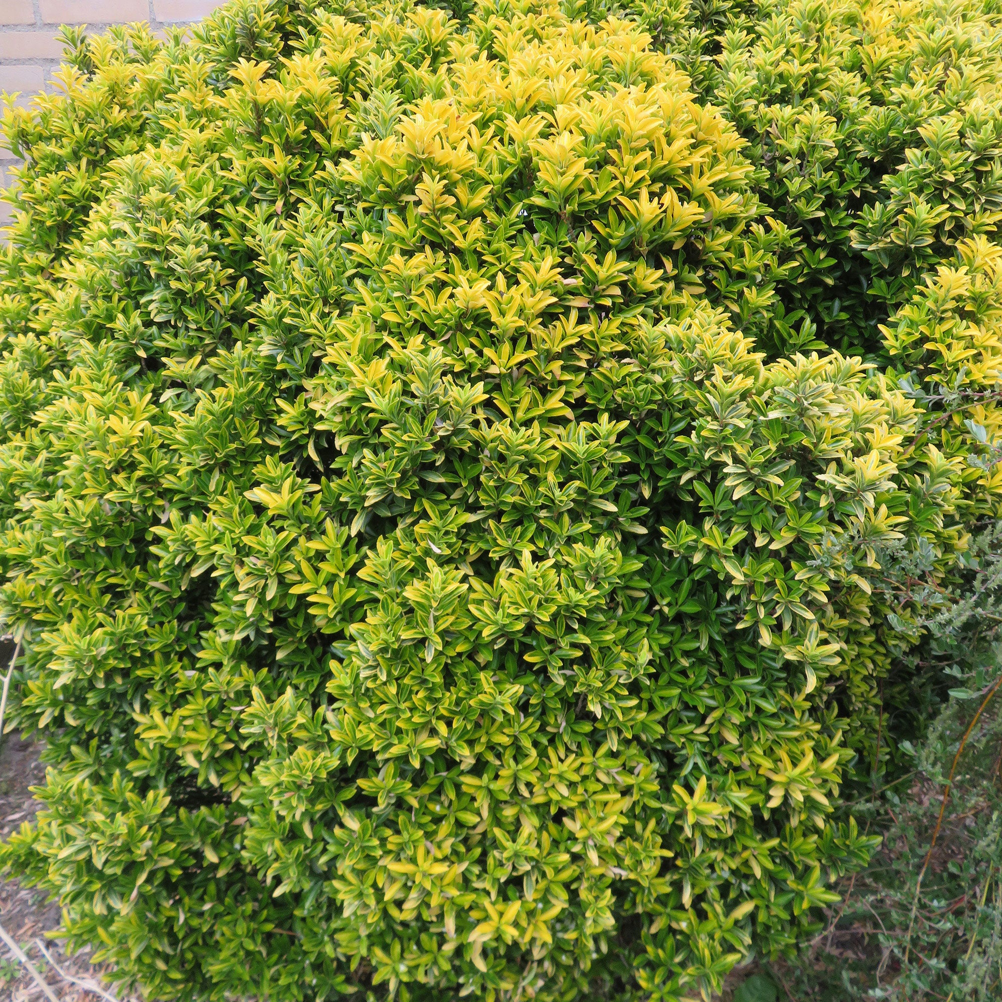 Buy ornamental shrubs now 3x Japanese spindle 'Microphyllus ...