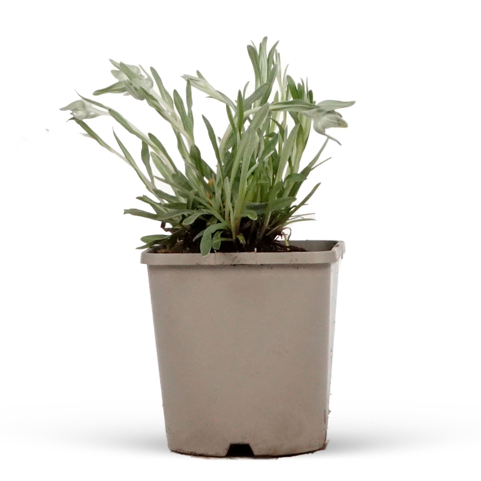 Buy hardy perennial Edelweiss Leontopodium alpinum - Organic white - Hardy  plant | Bakker.com