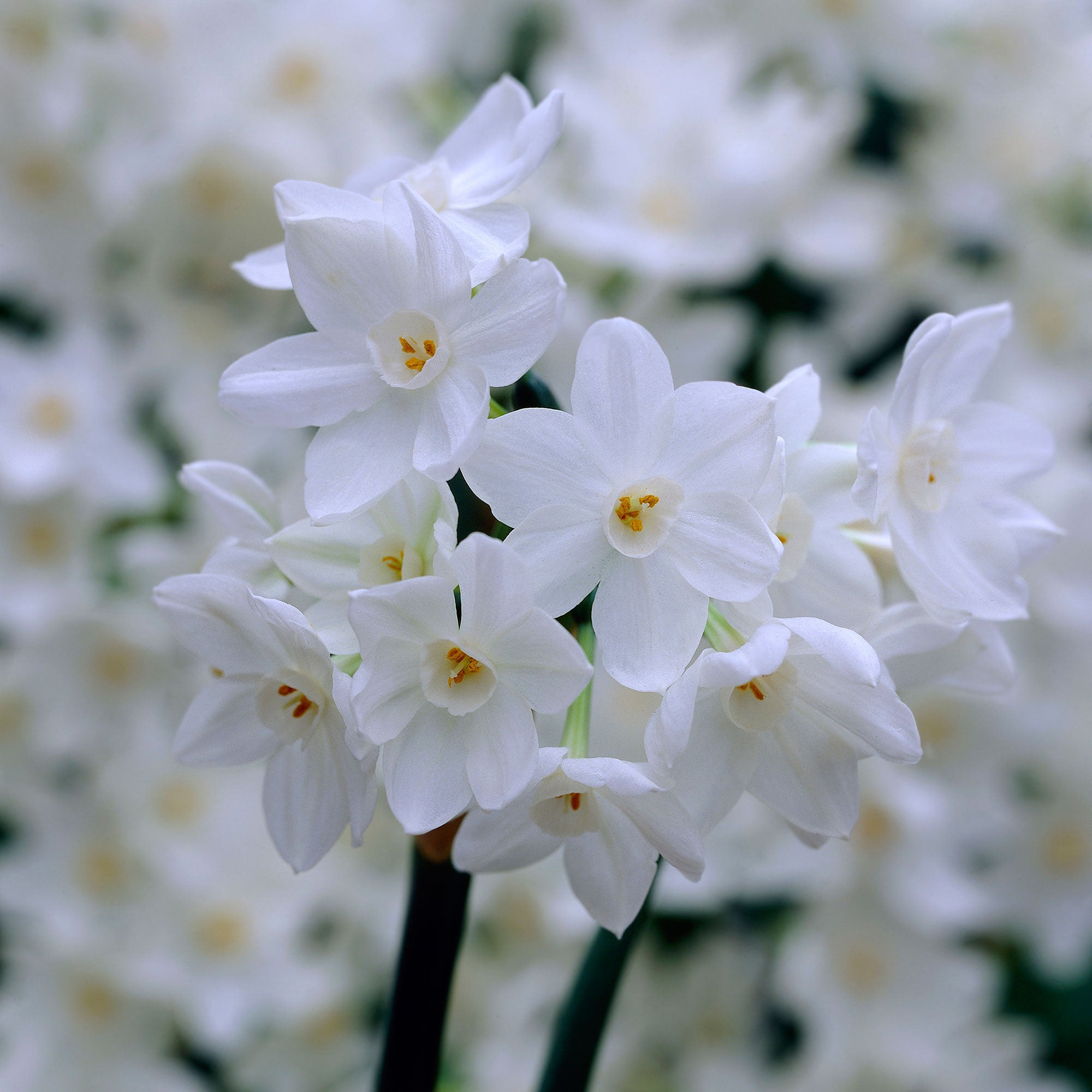 Buy 10x Narcissus Narcissus 'Paperwhite' white | Bakker.com