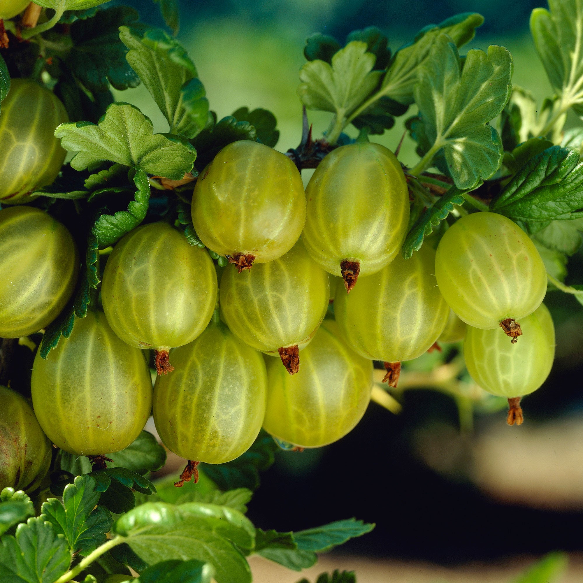 Buy Gooseberry Ribes 'Lady Sun' Yellow-White - Bio | Bakker.com