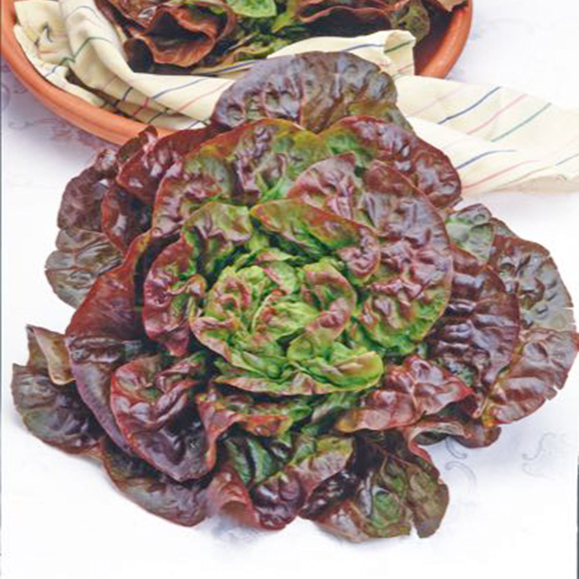 Buy vegetable seed now Butterhead lettuce Lactuca 'Wonder van Vier  Jaargetijden' - Organic 35 m² - Vegetable seeds 