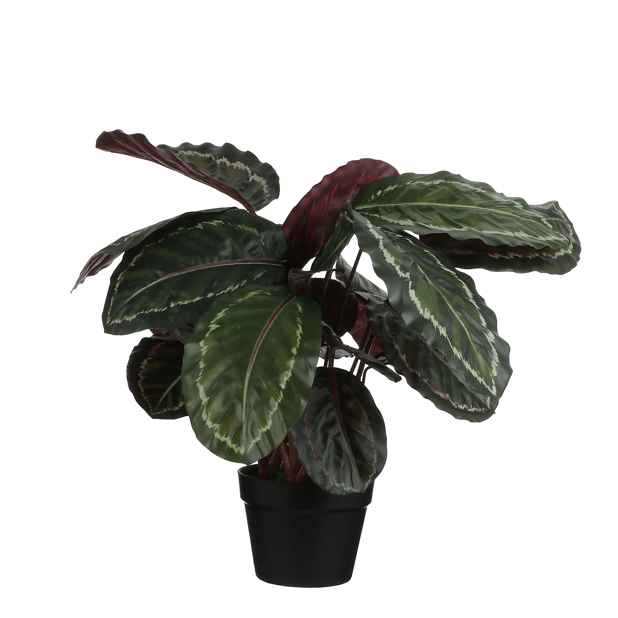 Buy Artificial plant Calathea Incl. round plastic decorative pot |  