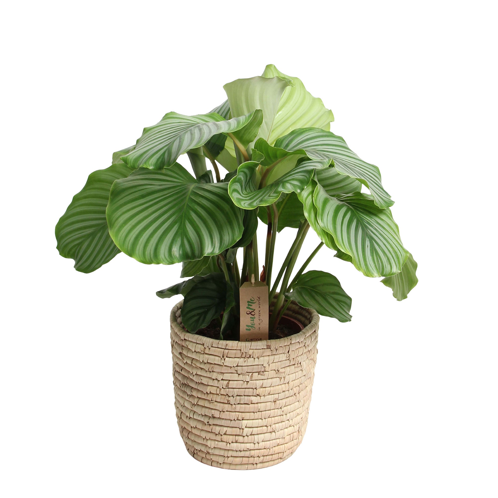 Buy house plants now Calathea orbifolia with palm leaf basket 