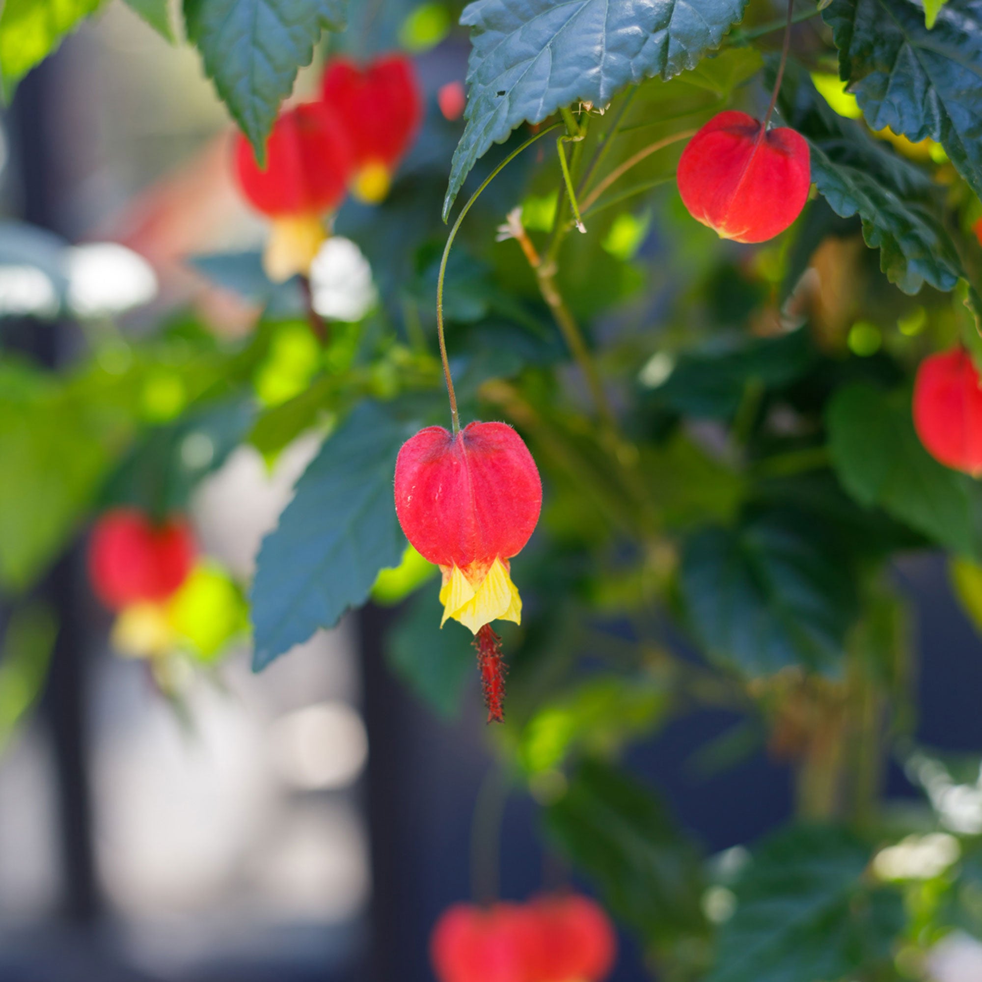 Buy a container plant now Trailing abutilon Abutilon 'Big Bell' red-yellow  