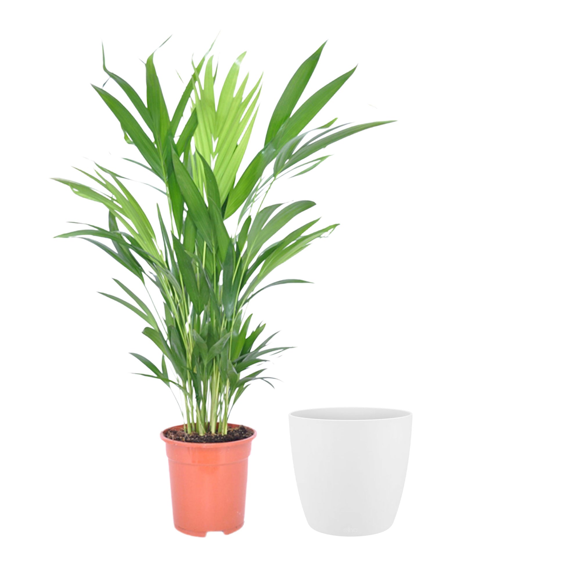 Buy House Plants Now Areca Palm Dypsis Lutescens With Decorative White Pot Bakker Com