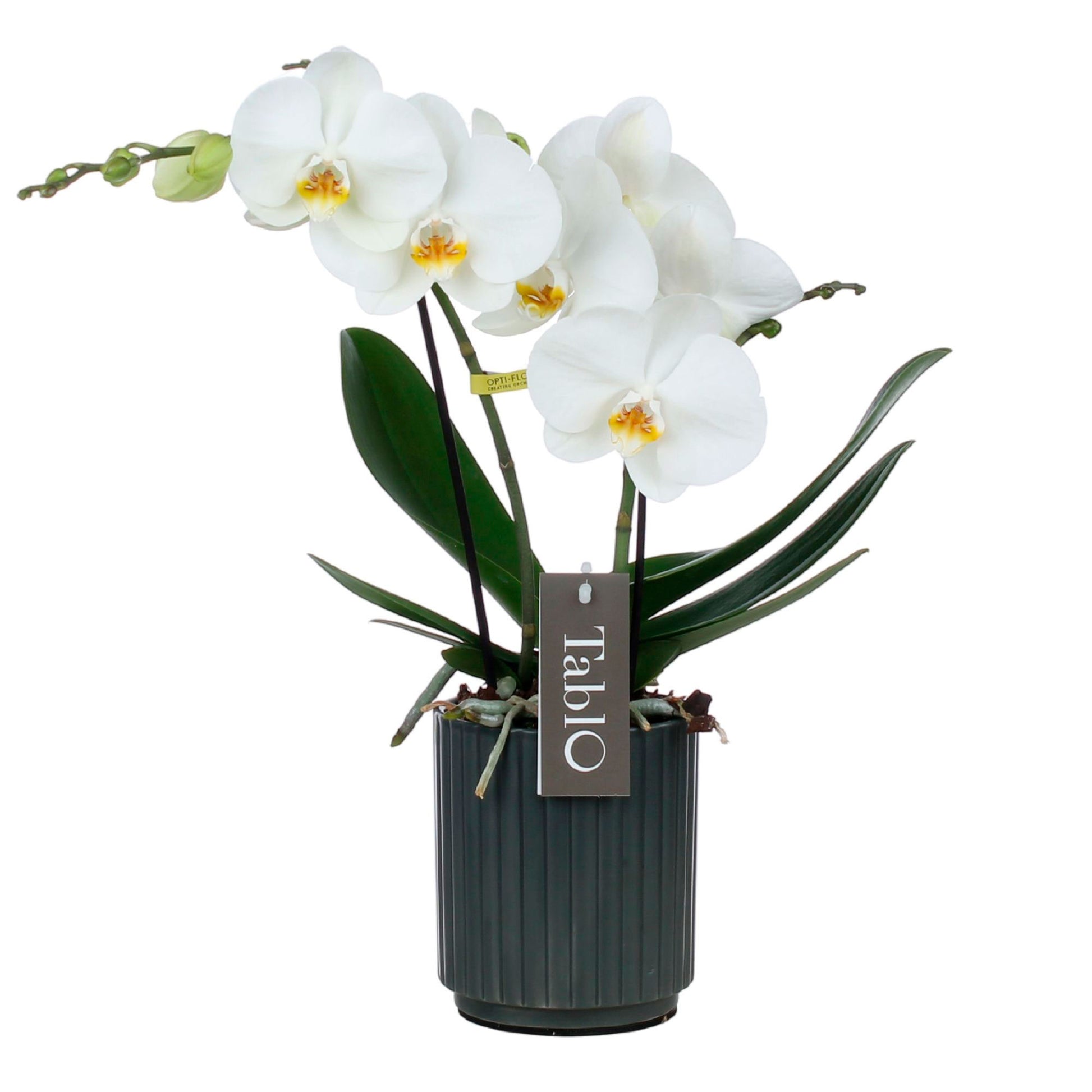 Buy house plants now Butterfly Orchid Phalaenopsis 'Tablo Champagne' White  incl. decorative pot | Bakker.com