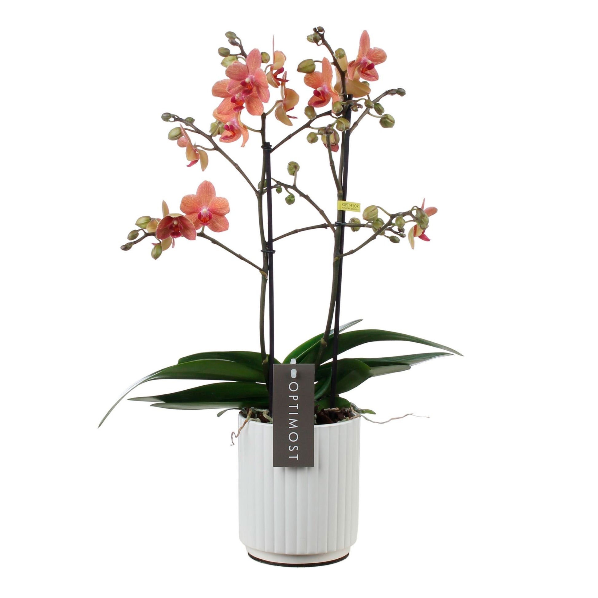 Buy house plants now Butterfly Orchid Phalaenopsis 'Optimost Sunset Love'  Orange incl. decorative pot | Bakker.com