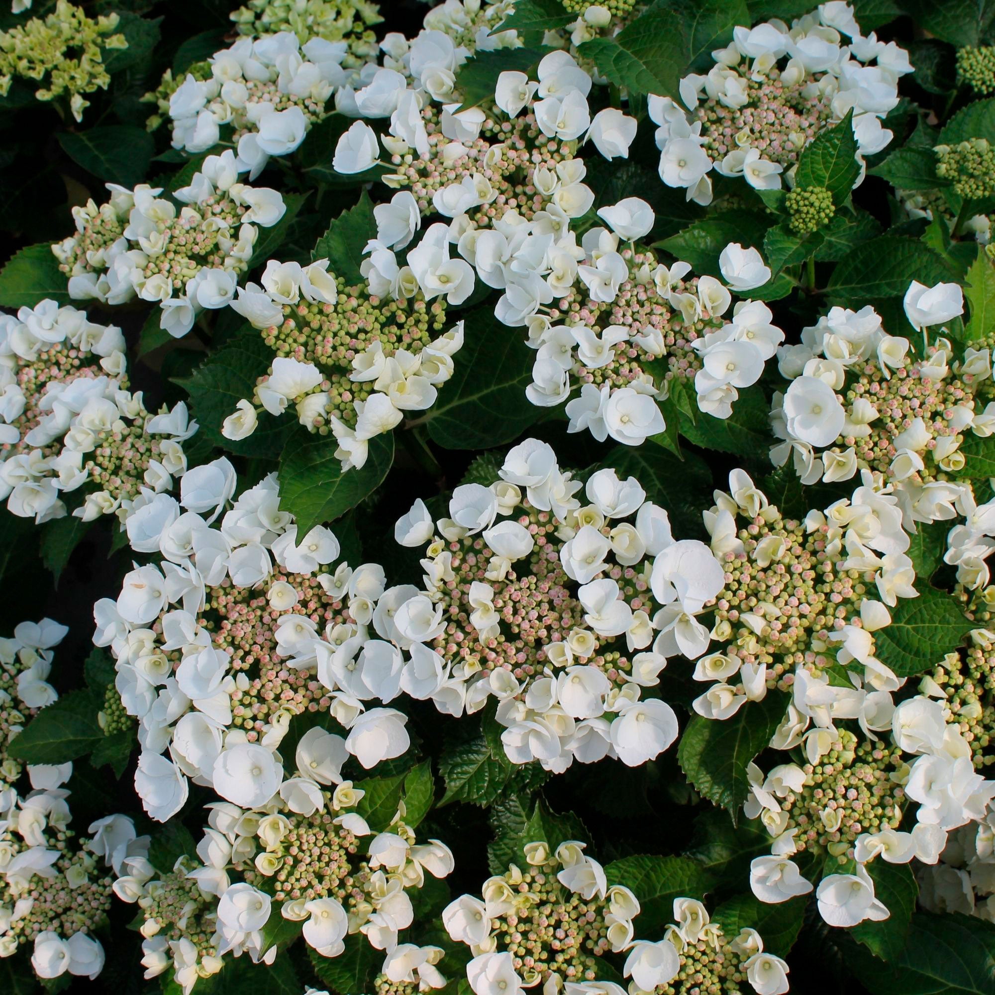 Image of Hydrangea teller white flowers in garden