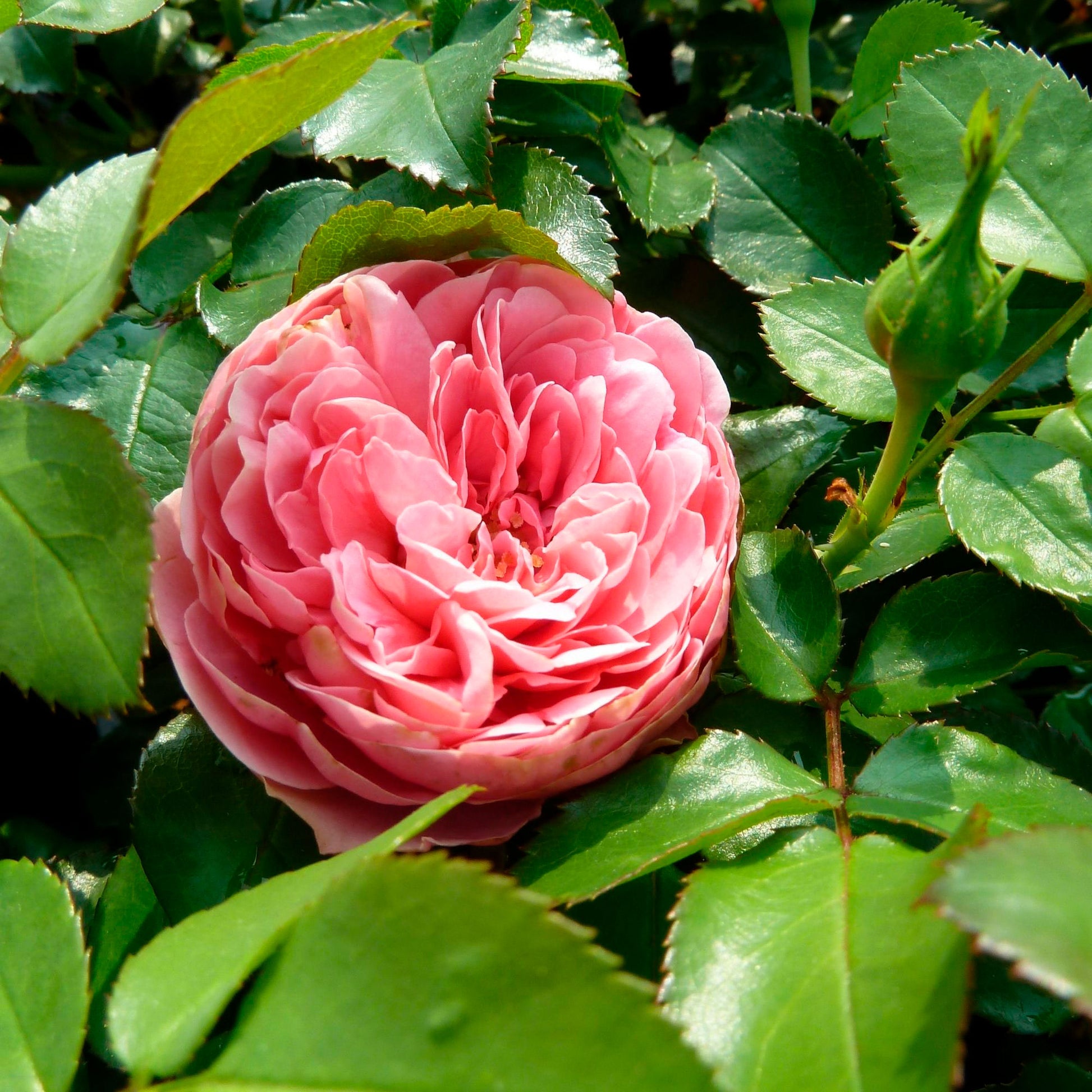 Buy Standard Tree Rose Rosa 'Leonardo Da Vinci'® Pink - Bare rooted - Hardy  plant 