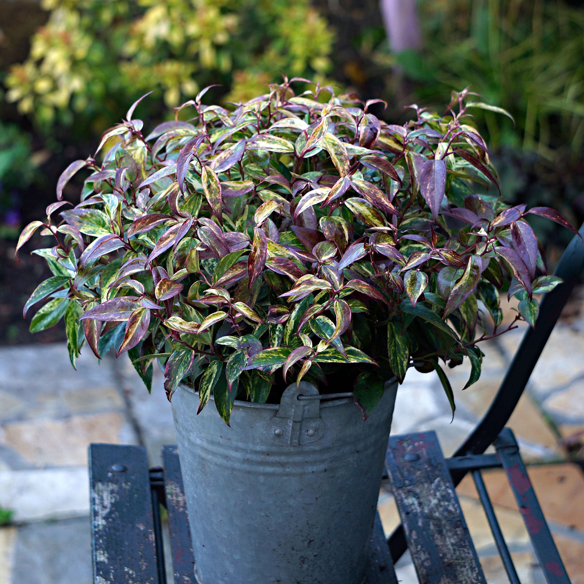 Buy ornamental shrubs now Switch Ivy Leucothoe 'Makijaz' white - Hardy ...