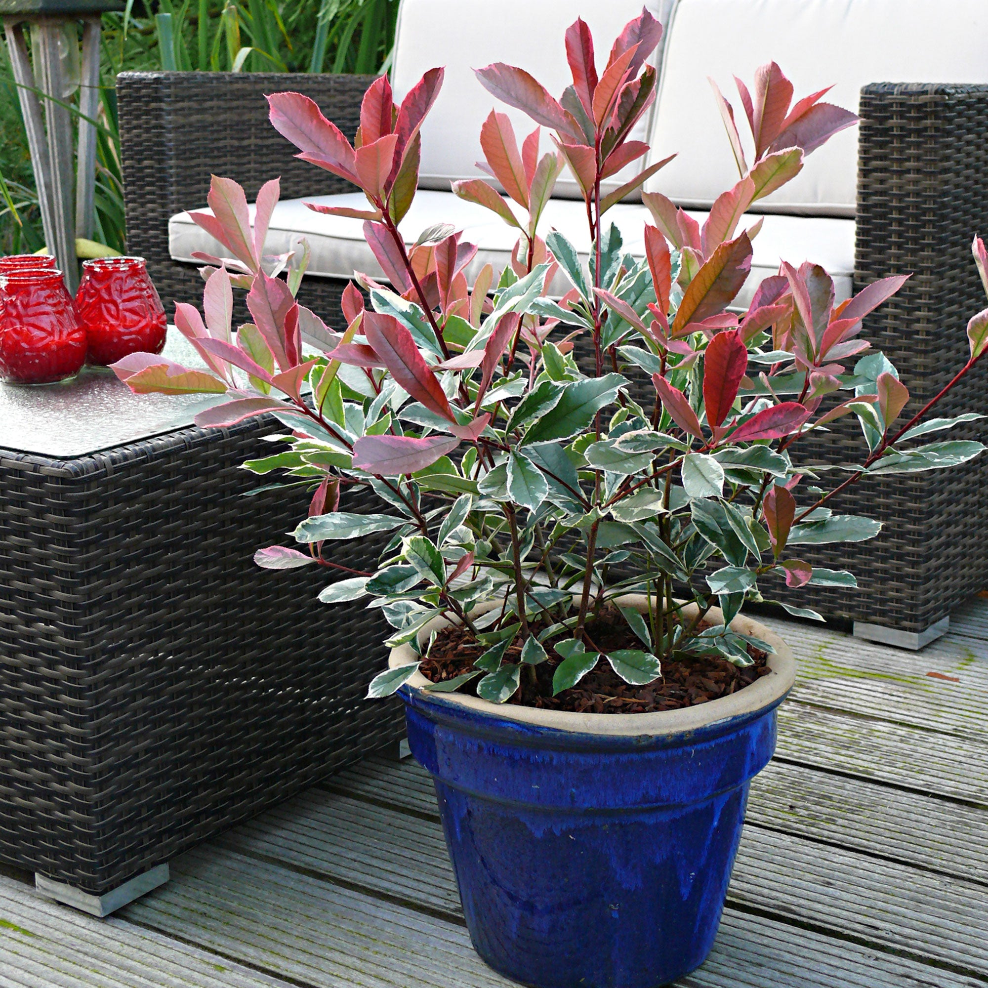 Image of Photinia Pink Marble in a pot