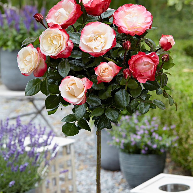 Buy Standard Tree Rose Rosa 'Nostalgie' red-white - Bare rooted - Hardy ...