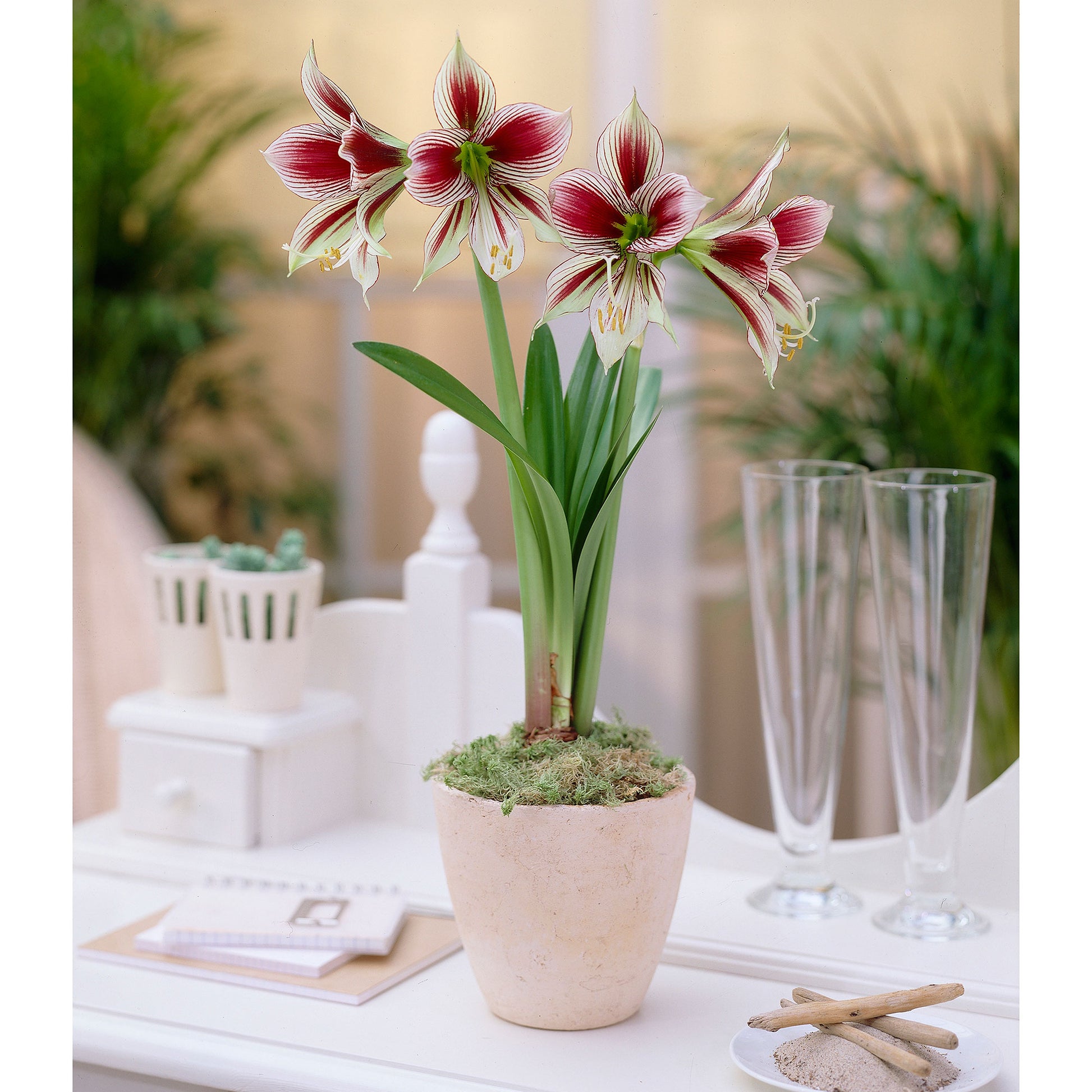 Buy Amaryllis Papilio Red Green Flower Bulb From Bakker Com