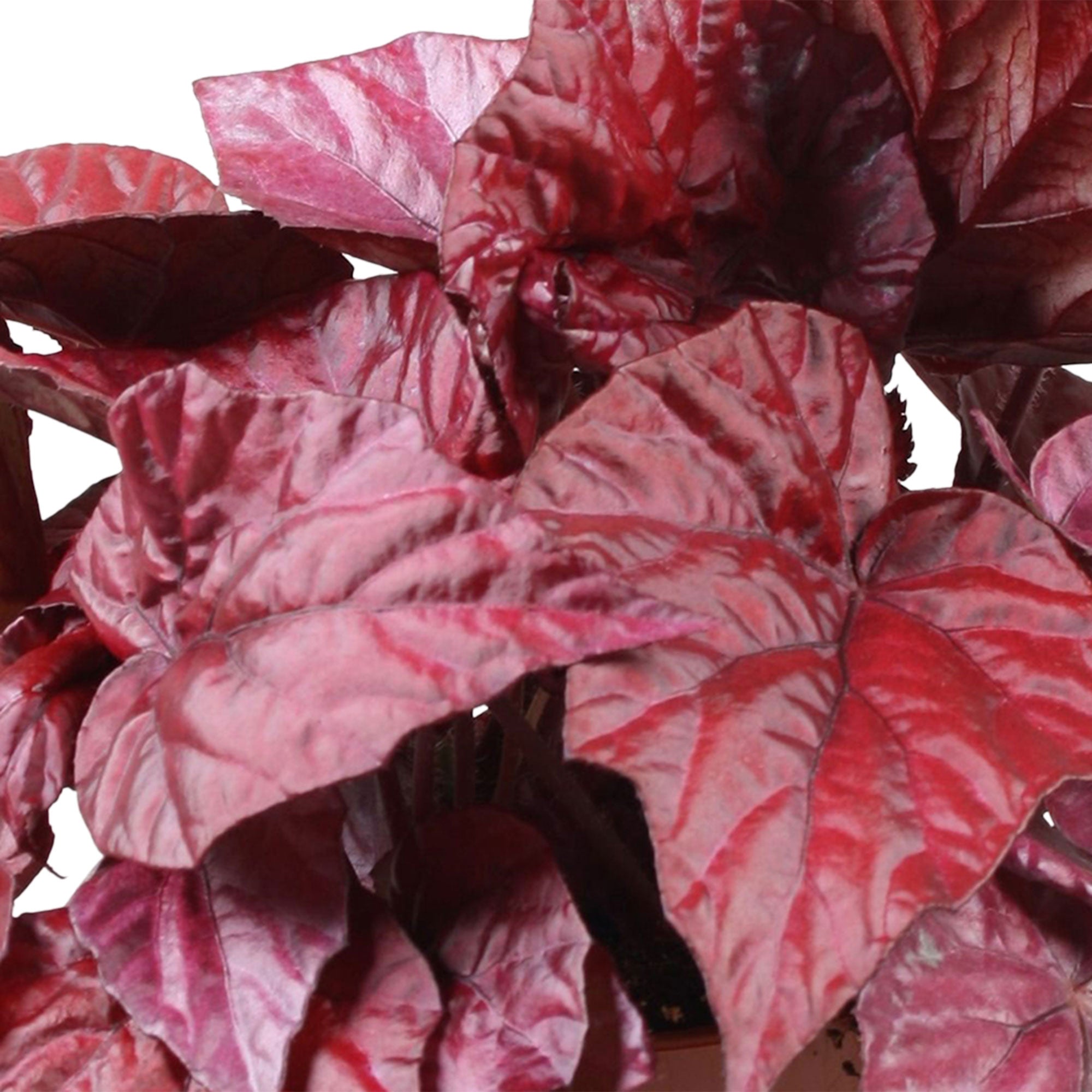 Buy house plants now Painted-leaf Begonia 'Inca Flame' 